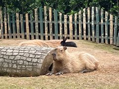 -太湖龙之梦