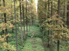 -黄海国家森林公园