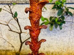 -黑色经典臭豆腐·湖南特产(步行街店)