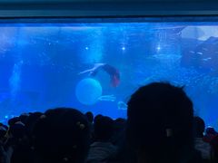 -海合安成都极地海洋公园