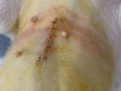 -爱侣宠医·鹦鹉专科·小型哺乳类·异宠专科(灵石路店)