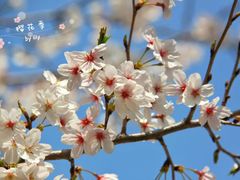 -高东镇樱花园