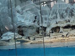 -帝企鹅自助餐厅•儿童岛•真企鹅(长隆企鹅酒店)