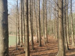 -上海海湾国家森林公园