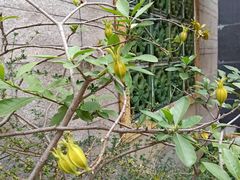 -广州神农草堂中医药博物馆