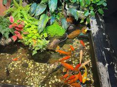 -隐炉和牛烧肉店(群力店)