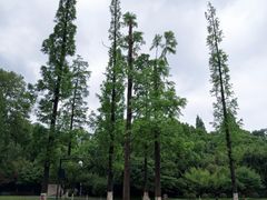 -习家池