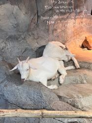 -Zoolung Zoolung动物主题公园(海信广场店)