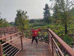 -同里国家湿地公园