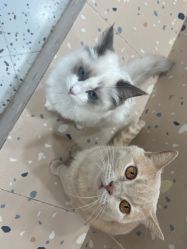 -Moni星球萌宠·小马宝莉·灵蛇·高端高阶全萌宠互动体验俱乐部(红豆国际广场店)