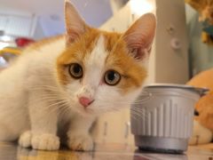 -平行世界·猫咖(首经贸店)