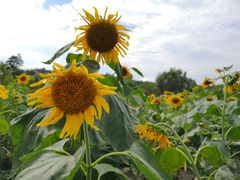 -贵阳市花溪国家城市湿地公园