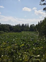 -玄武湖景区-情侣园游乐场