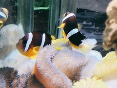 -太平洋海底世界