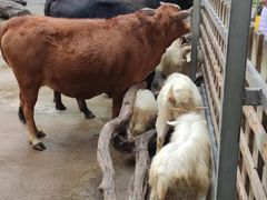 -广州长隆飞鸟乐园
