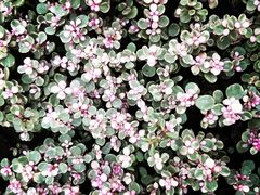 -秦美花卉(天朗·莱茵小城2期店)