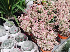 -桂林市花鸟市场