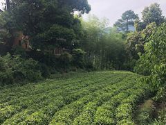 -杨家堂村