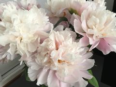 -双季花艺园艺市场(浦东店)