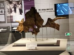 -北京周口店北京人遗址博物馆