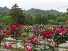 -石潭村