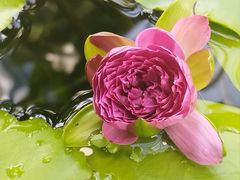 -国家植物园南园