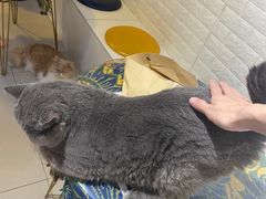 -平行世界·猫咖(首经贸店)