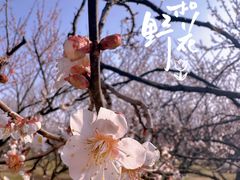 -香雪海