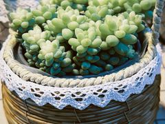 -循礼门鲜花花市(武汉循礼门店)