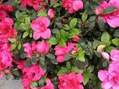 -顺兴老茶馆·精品川菜(世纪城店)