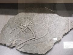 -贵州省地质博物馆