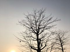 -东莞植物园