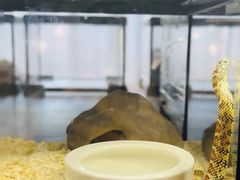 -帕帕拉兹宠物(亚洲旗舰店)