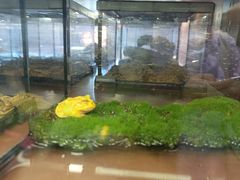 -帕帕拉兹宠物(亚洲旗舰店)