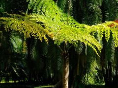 -中国科学院西双版纳热带植物园