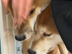 -是阿柴呀！柴犬咖啡·爱喵喵猫咖