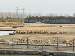 -溱湖国家湿地公园