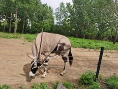 -大连森林动物园