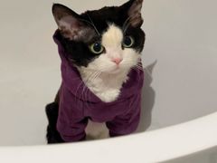 -山宅一喵德文卷毛猫舍