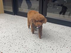 -瑞派康怡24h宠物医院·犬猫医疗中心·微创绝育(瑞景分院)