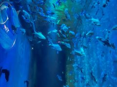 -成都浩海立方海洋公园