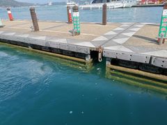 -金盆阿嬷香菇茶叶蛋(玄光店)