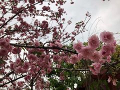 -天适樱花悠乐园