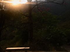 -羚羊峡古栈道森林公园