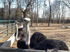 -大连森林动物园