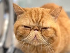 -四月宠物医院·猫专科·心脏专科·内科(转塘店)