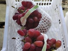 -马陆小张葡萄园农家乐