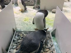 -大连圣亚海洋世界