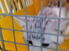 -瑞派福兴宠物医院犬猫全科·骨科·中西医结合(河东店)