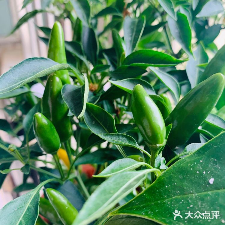 美丽的阳台山上，花儿怒放着，添了一道美丽的风景线